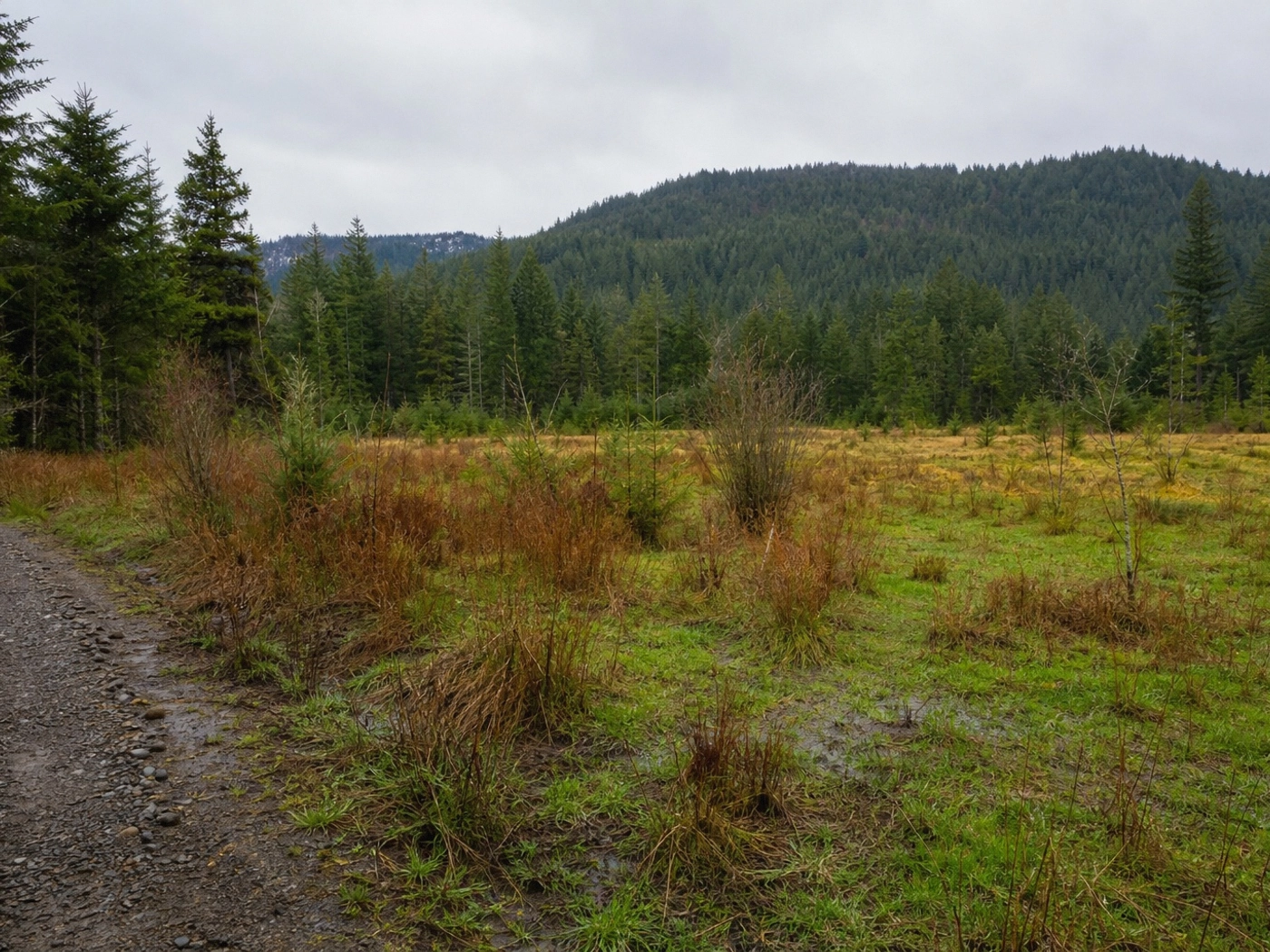 Timber Acreage in Pend Oreille County